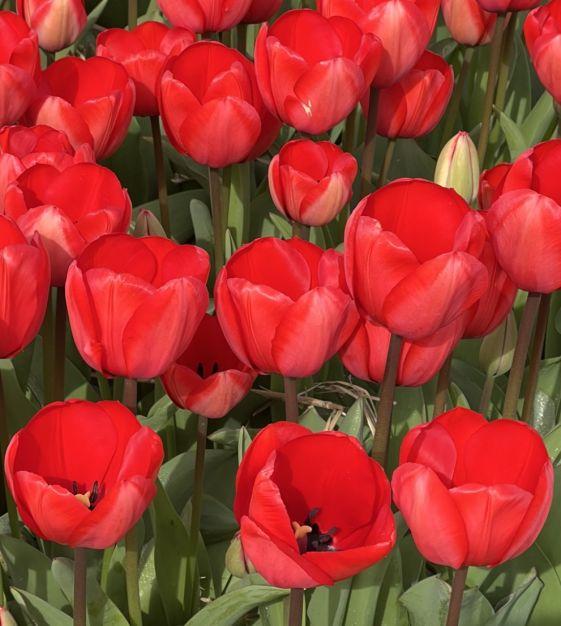 Tulip, Darwin Hybrid, 'red Impression', Dark Red - View 23 from www redcrocus com