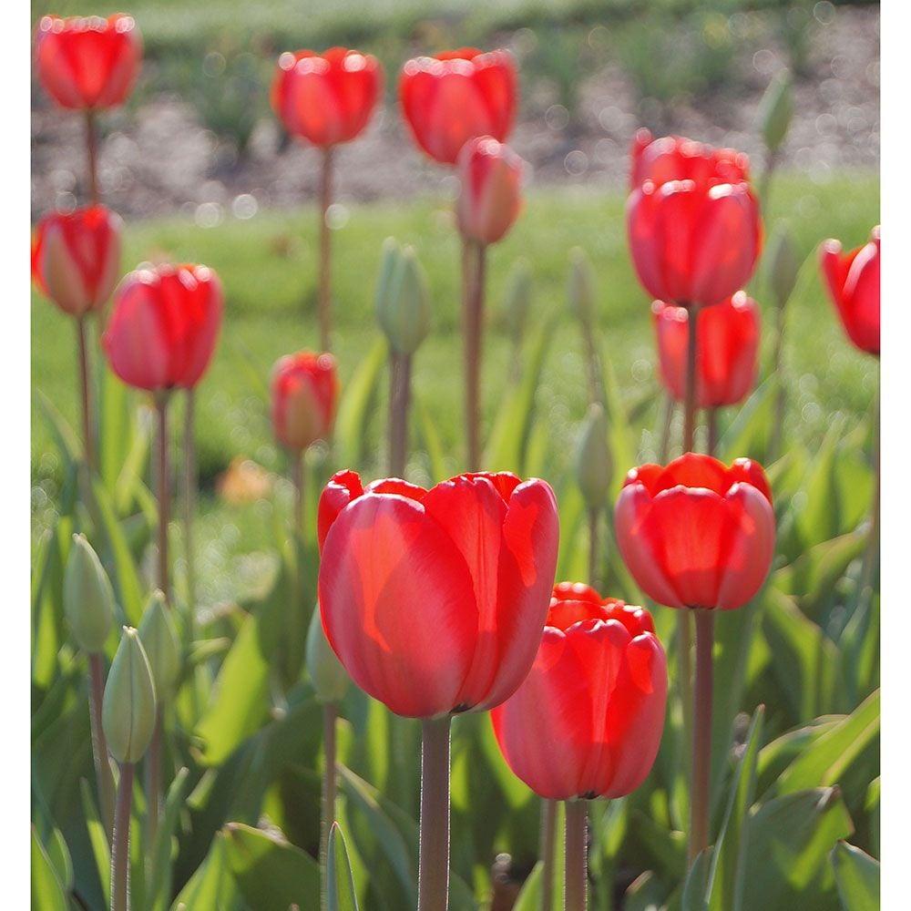 Tulip, Darwin Hybrid, 'red Impression', Dark Red - View 25 from www redcrocus com