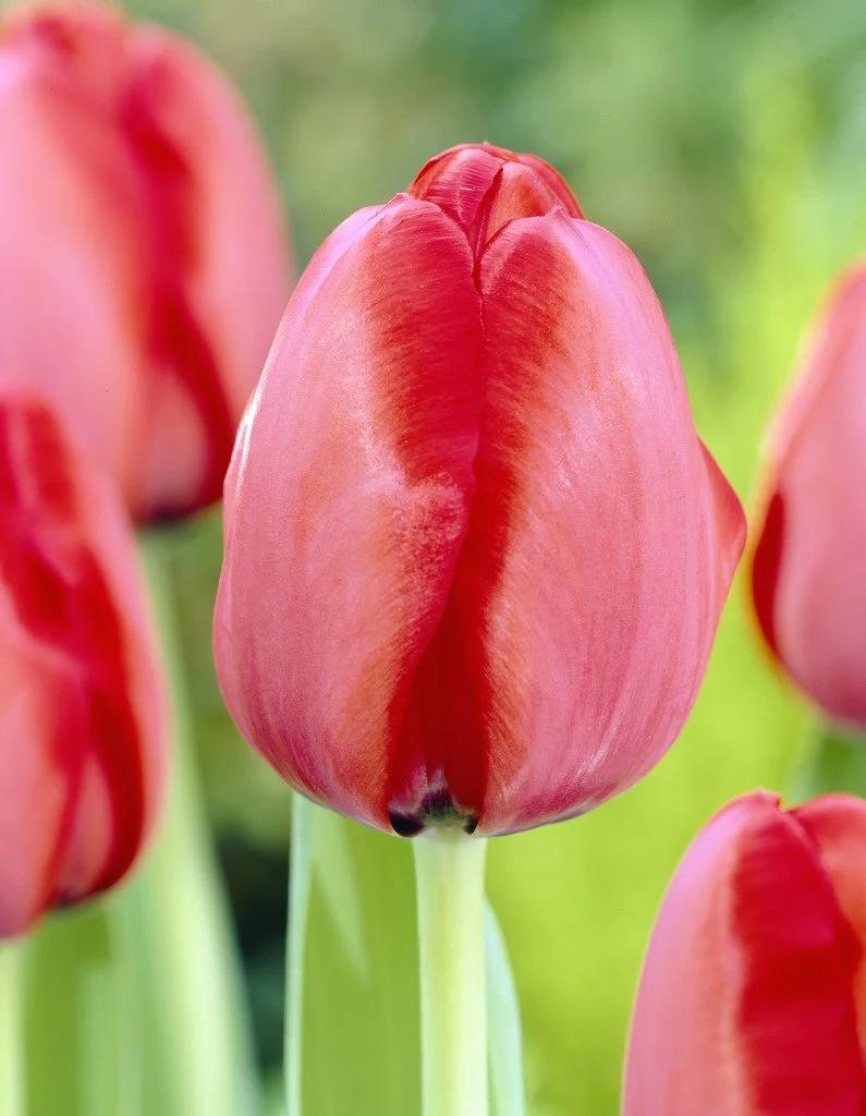 Tulip, Darwin Hybrid, 'red Impression', Dark Red - View 26 from www redcrocus com