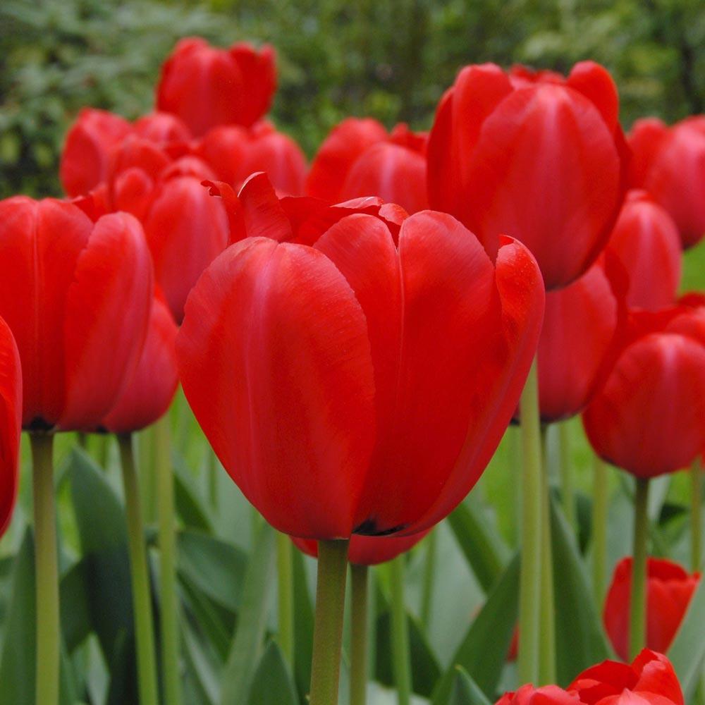 Tulip, Darwin Hybrid, 'red Impression', Dark Red - View 27 from www redcrocus com