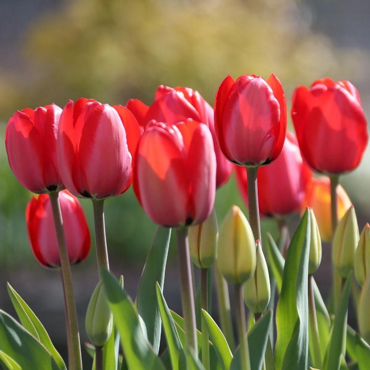 Tulip, Darwin Hybrid, 'red Impression', Dark Red - View 28 from www redcrocus com