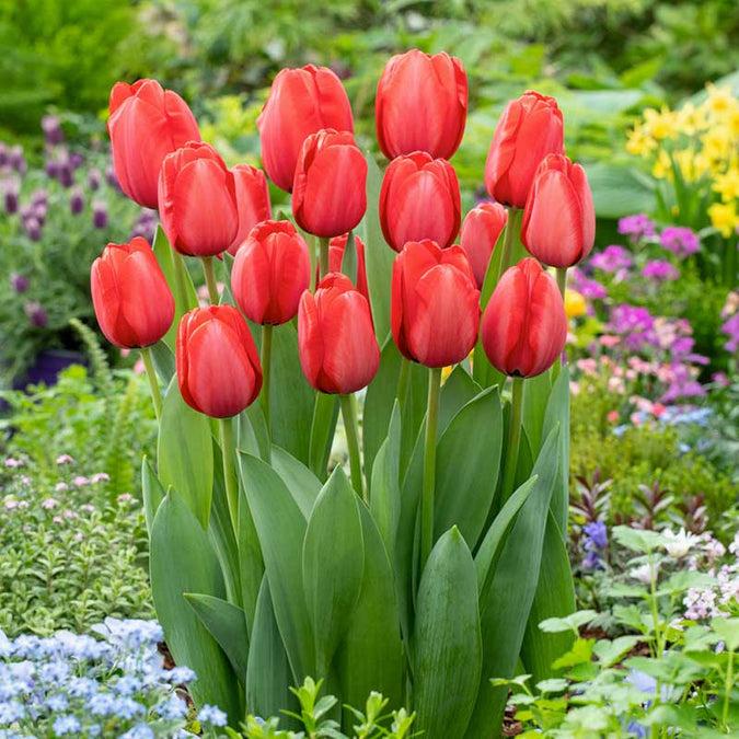 Tulip, Darwin Hybrid, 'red Impression', Dark Red - View 2 from www redcrocus com