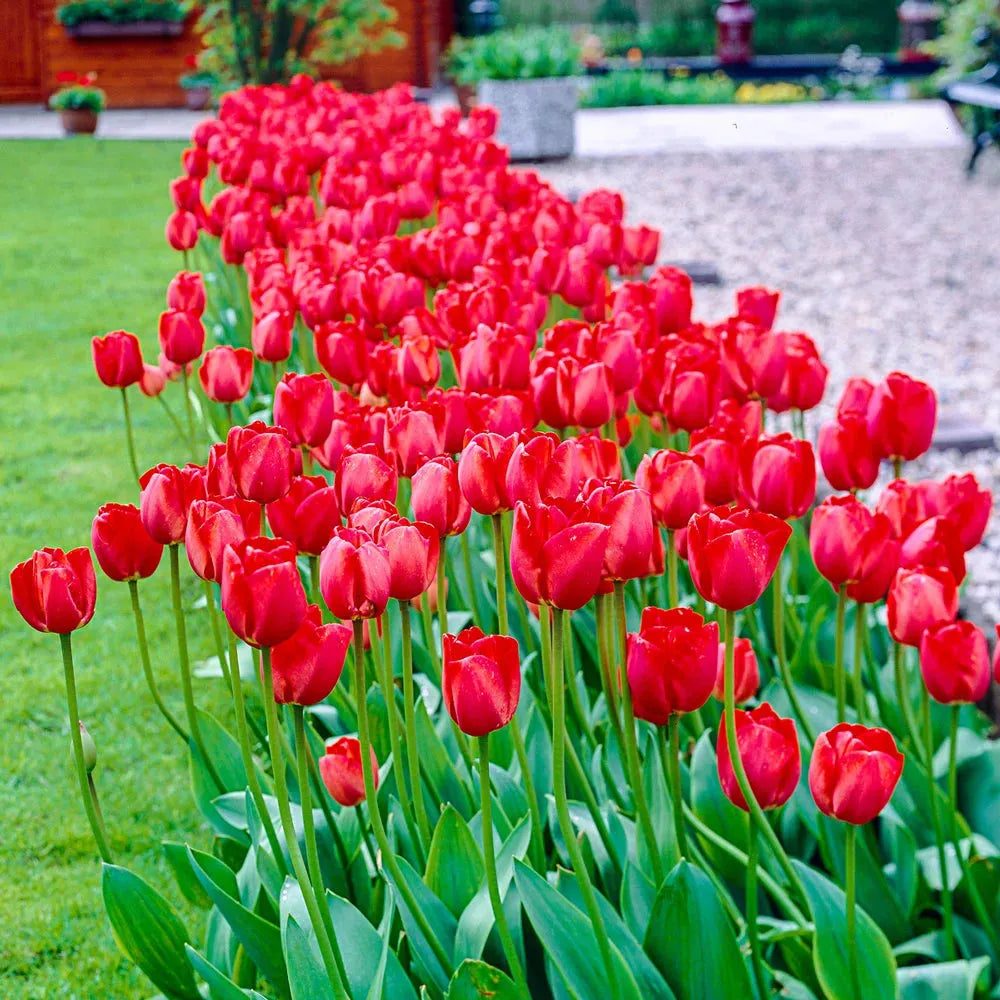 Tulip, Darwin Hybrid, 'red Impression', Dark Red - View 3 from www redcrocus com