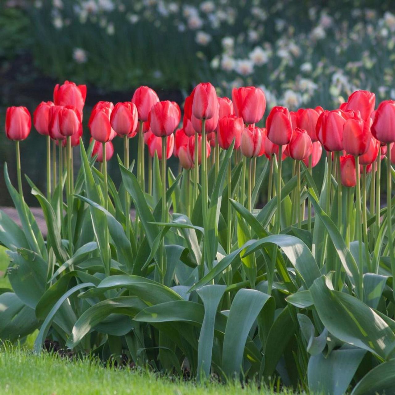 Tulip, Darwin Hybrid, 'red Impression', Dark Red - View 4 from www redcrocus com