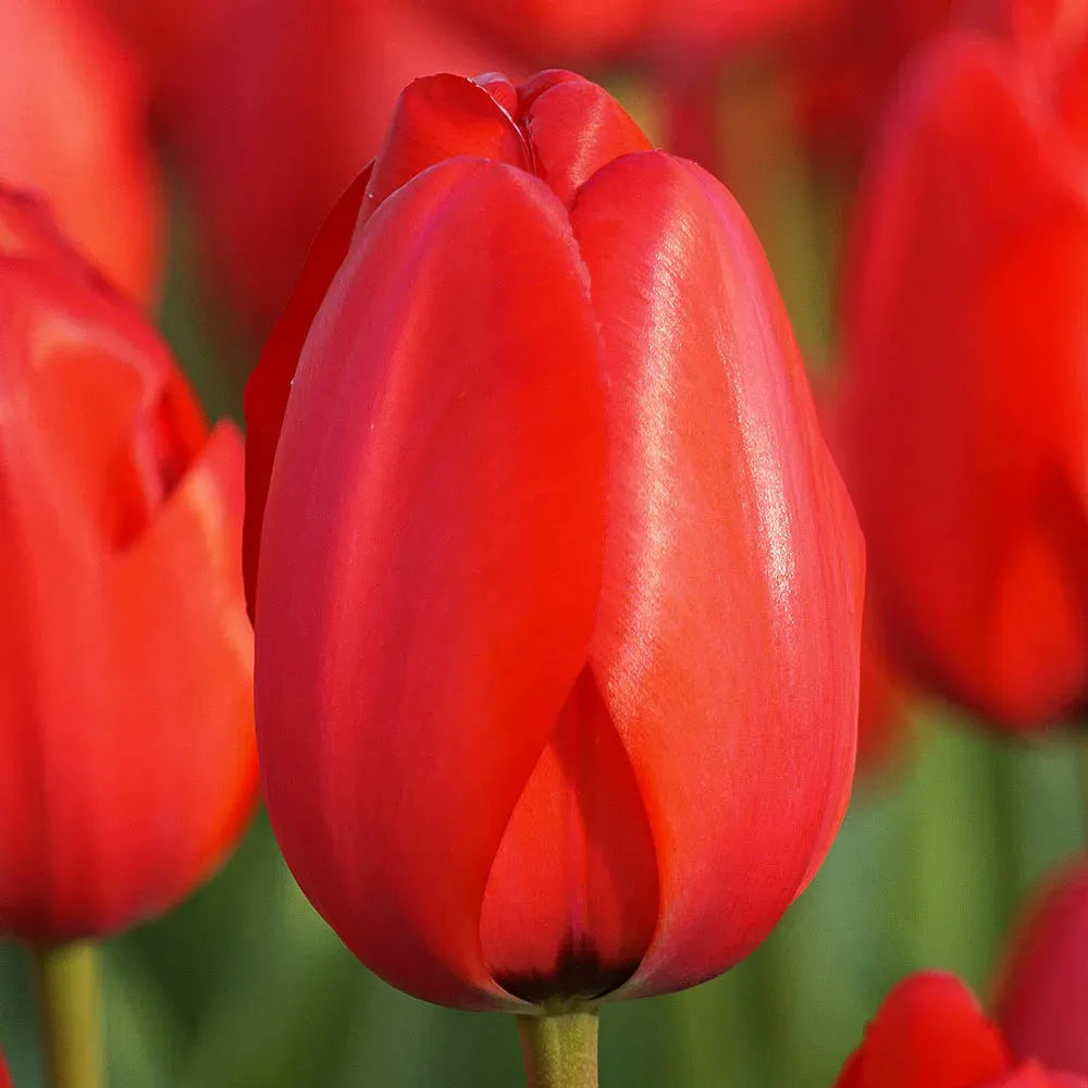 Tulip, Darwin Hybrid, 'red Impression', Dark Red - View 5 from www redcrocus com
