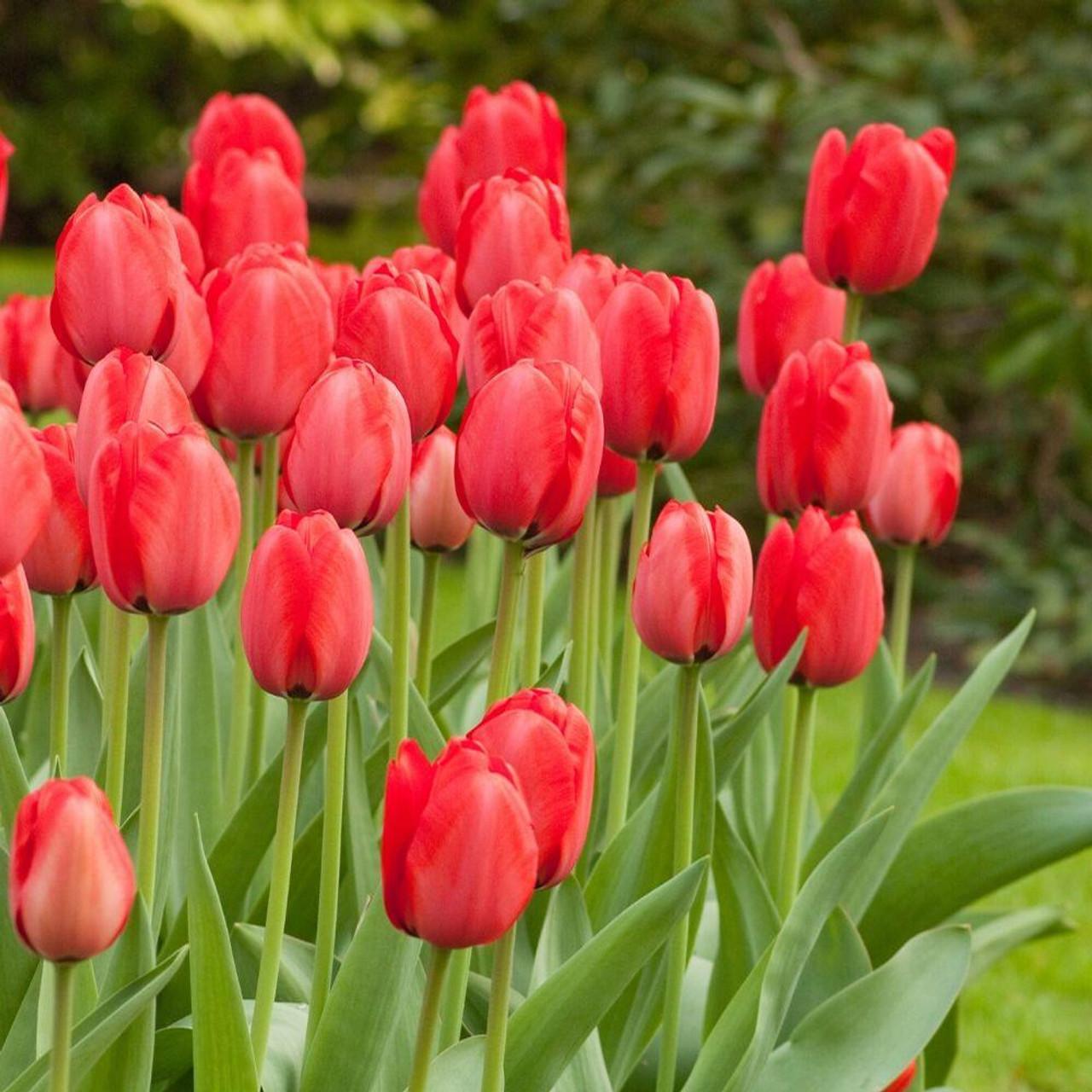 Tulip, Darwin Hybrid, 'red Impression', Dark Red - View 7 from www redcrocus com