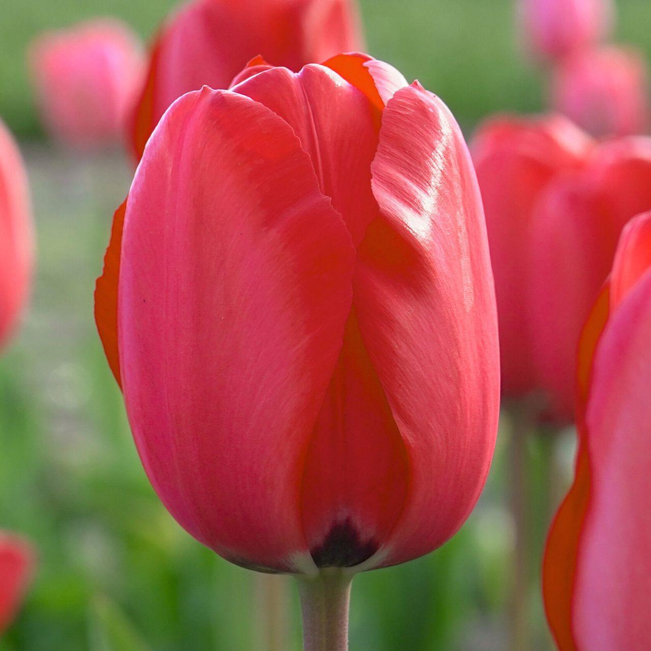 Tulip, Darwin Hybrid, 'red Impression', Dark Red - View 9 from www redcrocus com