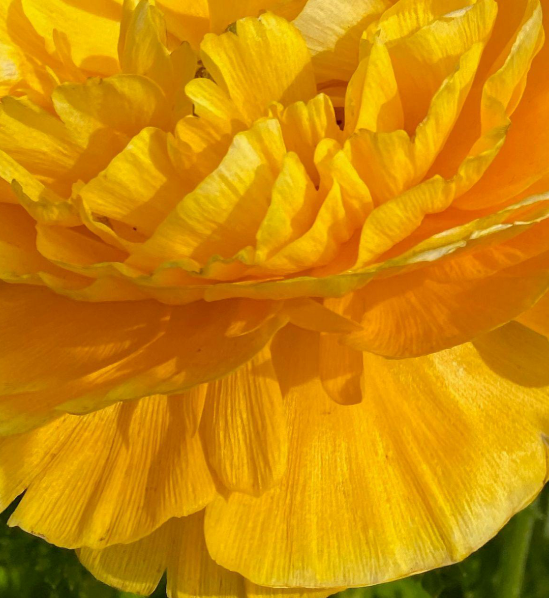 Tulip, Double Late, 'yellow Pomponette', Bright Golden Yellow - View 12 from www redcrocus com
