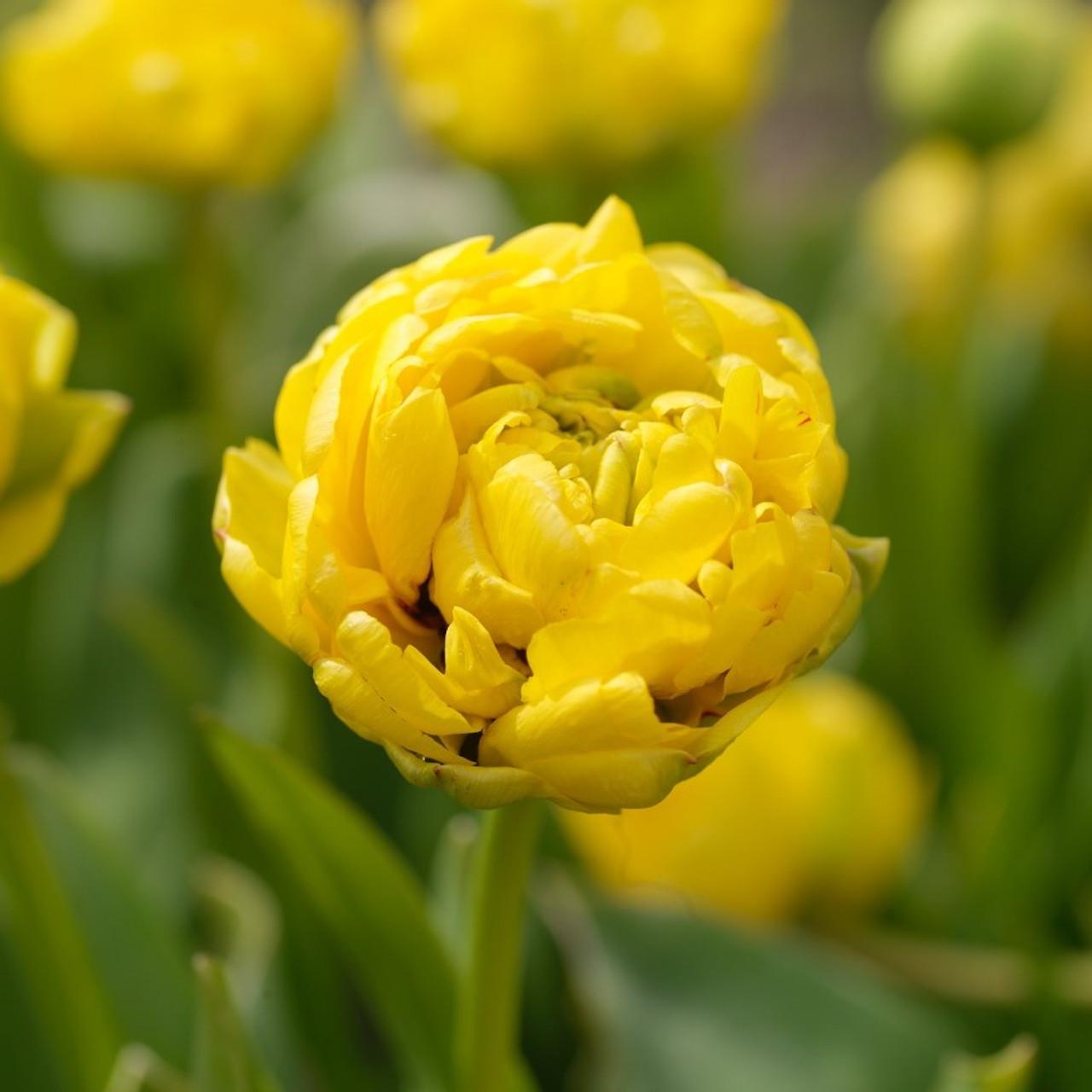 Tulip, Double Late, 'yellow Pomponette', Bright Golden Yellow - View 13 from www redcrocus com