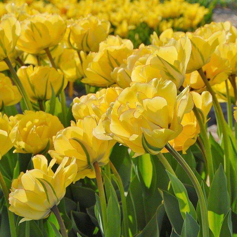 Tulip, Double Late, 'yellow Pomponette', Bright Golden Yellow - View 16 from www redcrocus com