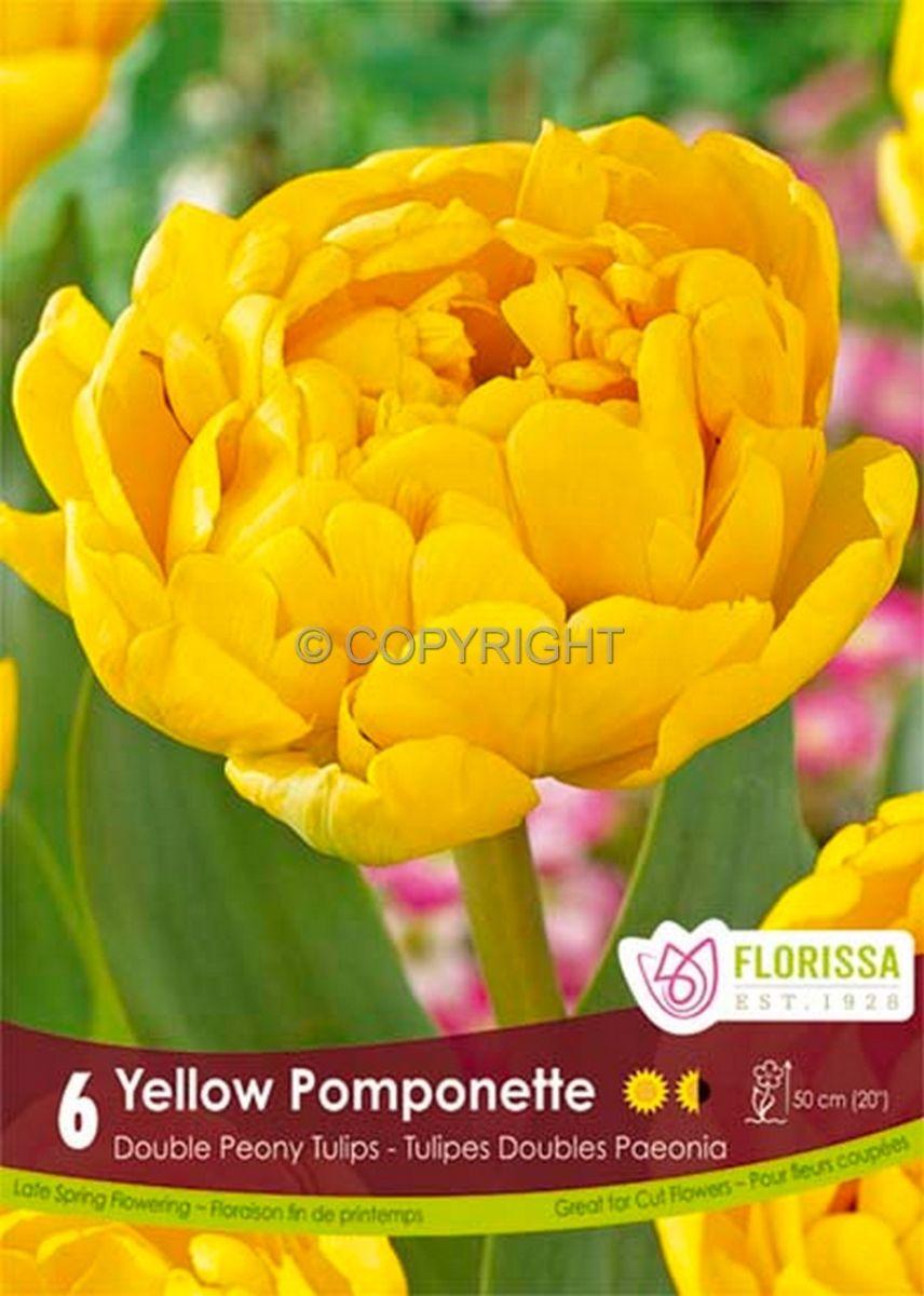Tulip, Double Late, 'yellow Pomponette', Bright Golden Yellow - View 6 from www redcrocus com