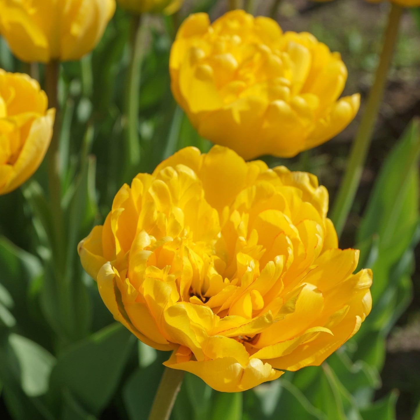 Tulip, Double Late, 'yellow Pomponette', Bright Golden Yellow - View 8 from www redcrocus com