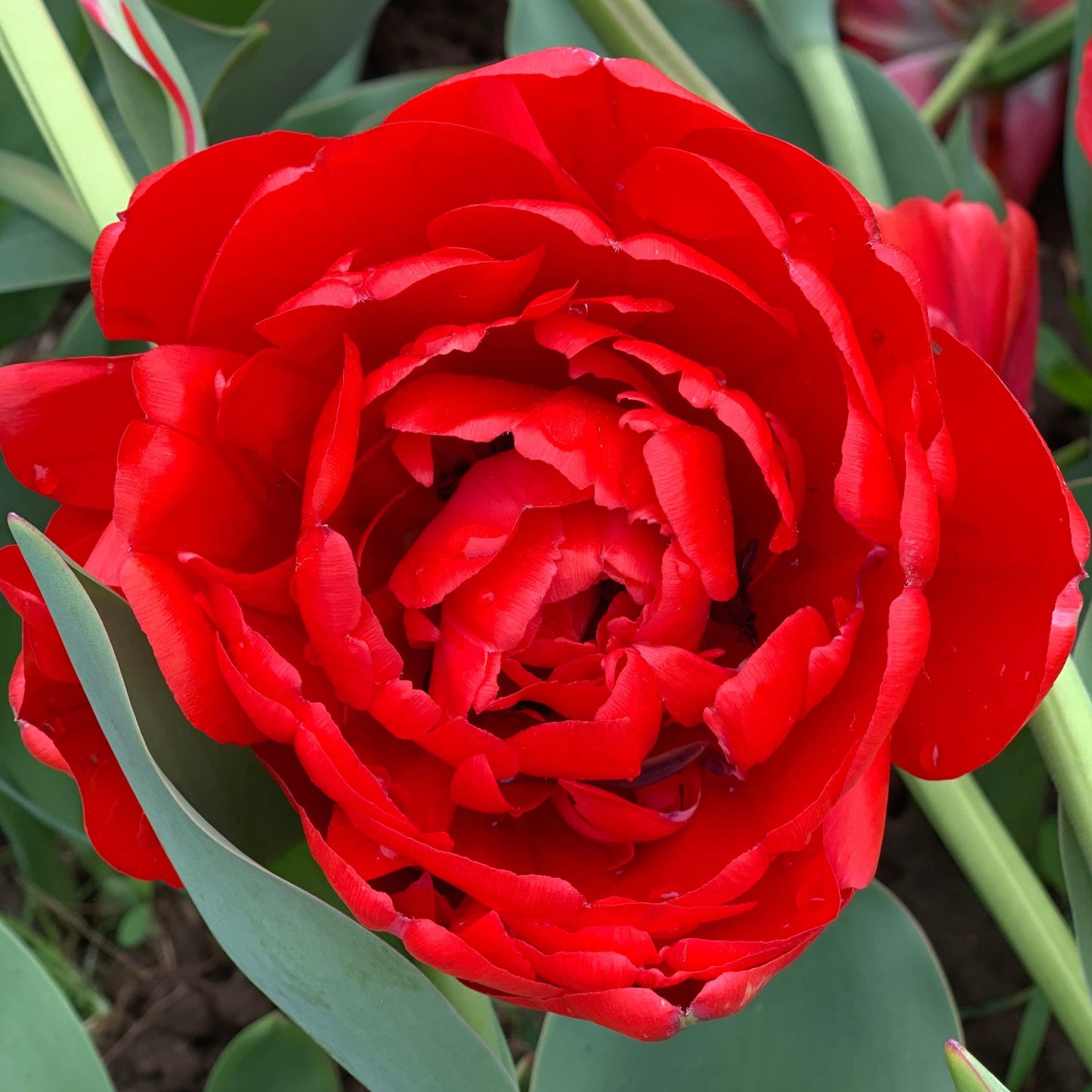Tulip, Double Late, 'miranda', Red - View 17 from www redcrocus com