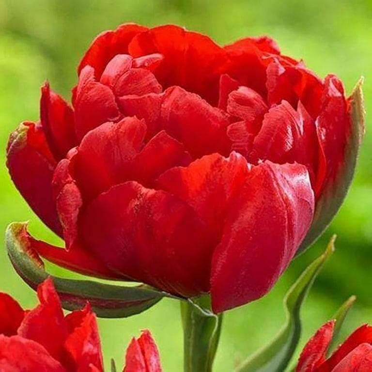 Tulip, Double Late, 'miranda', Red - View 21 from www redcrocus com