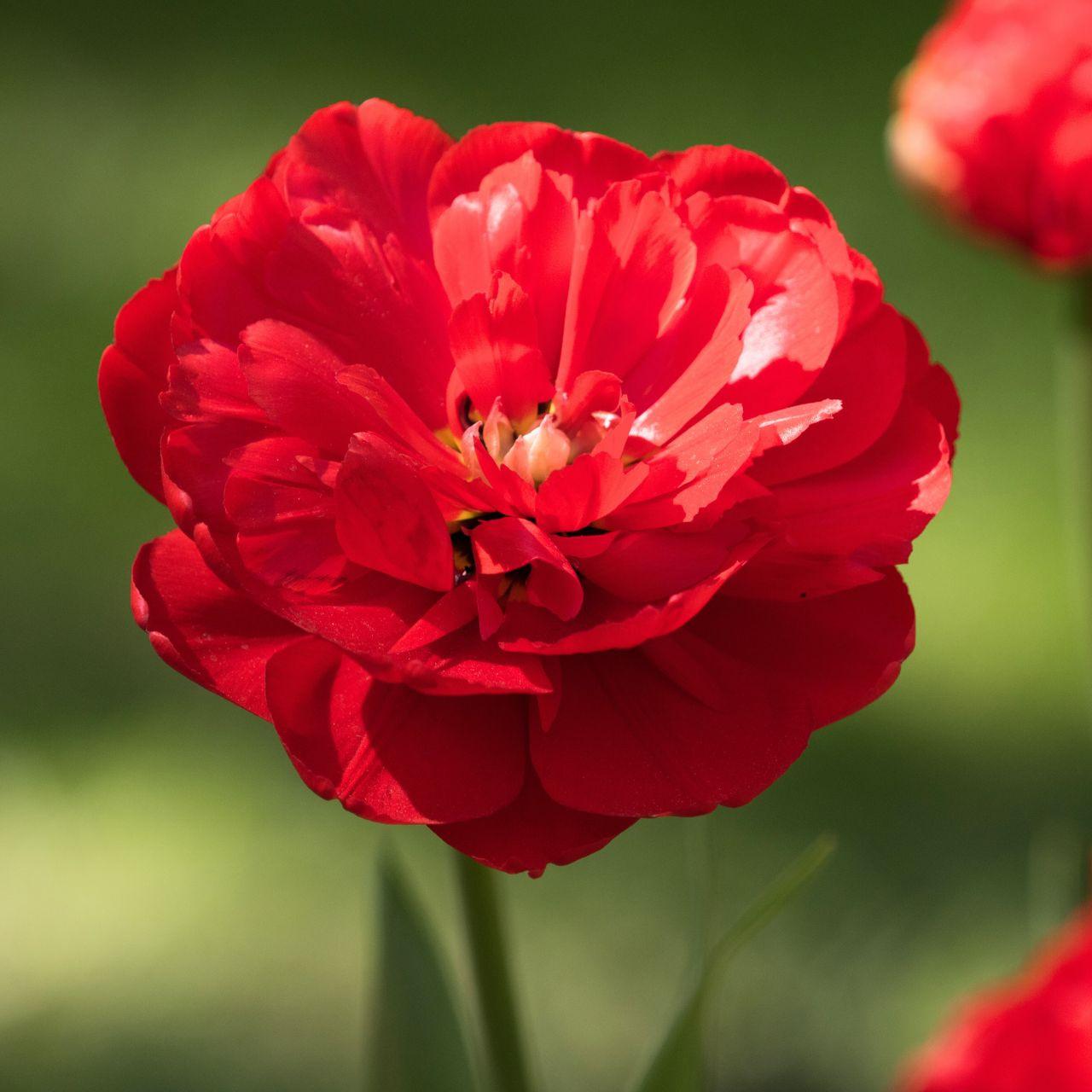 Tulip, Double Late, 'miranda', Red - View 4 from www redcrocus com