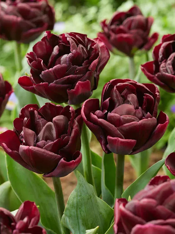 Tulip, Double Late, 'palmyra', Dark Red - View 13 from www redcrocus com