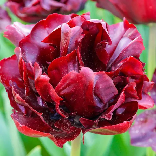 Tulip, Double Late, 'palmyra', Dark Red - View 14 from www redcrocus com