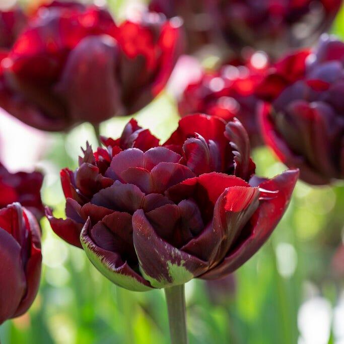 Tulip, Double Late, 'palmyra', Dark Red - View 15 from www redcrocus com
