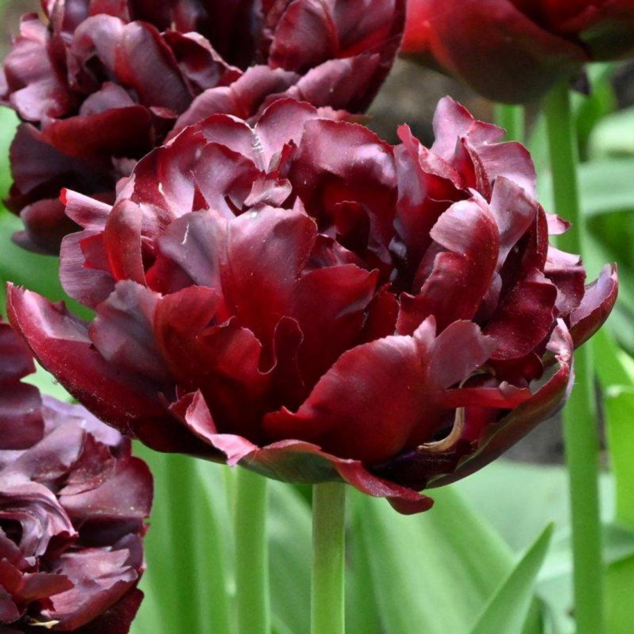 Tulip, Double Late, 'palmyra', Dark Red - View 17 from www redcrocus com