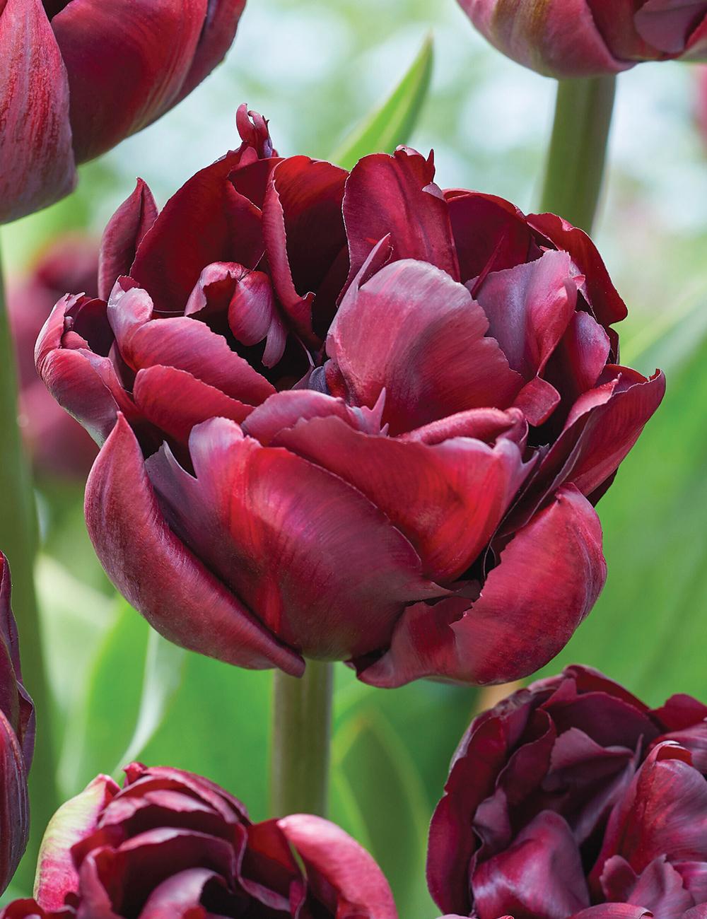 Tulip, Double Late, 'palmyra', Dark Red - View 19 from www redcrocus com