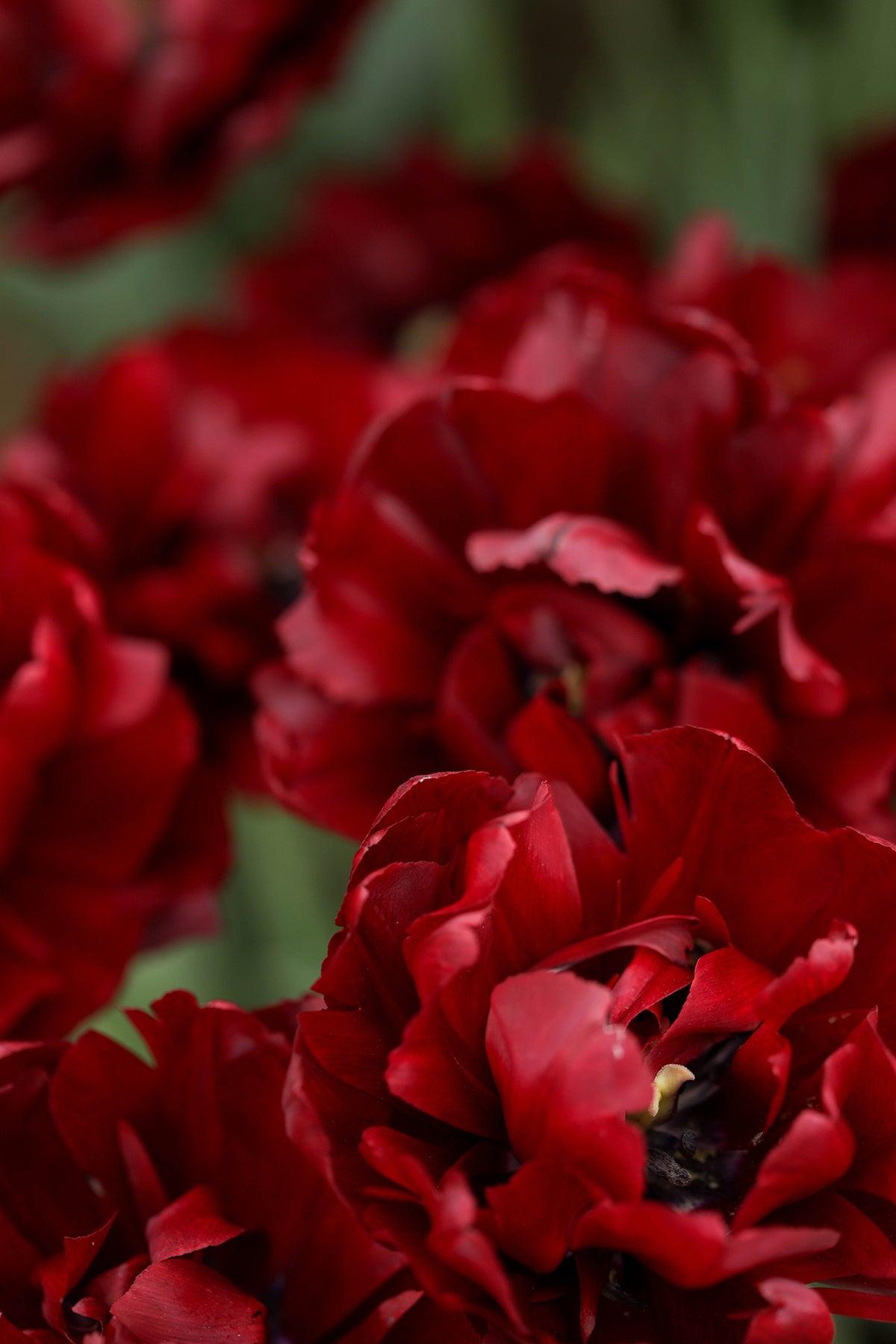 Tulip, Double Late, 'palmyra', Dark Red - View 20 from www redcrocus com