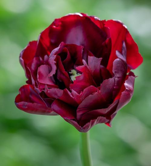 Tulip, Double Late, 'palmyra', Dark Red - View 21 from www redcrocus com
