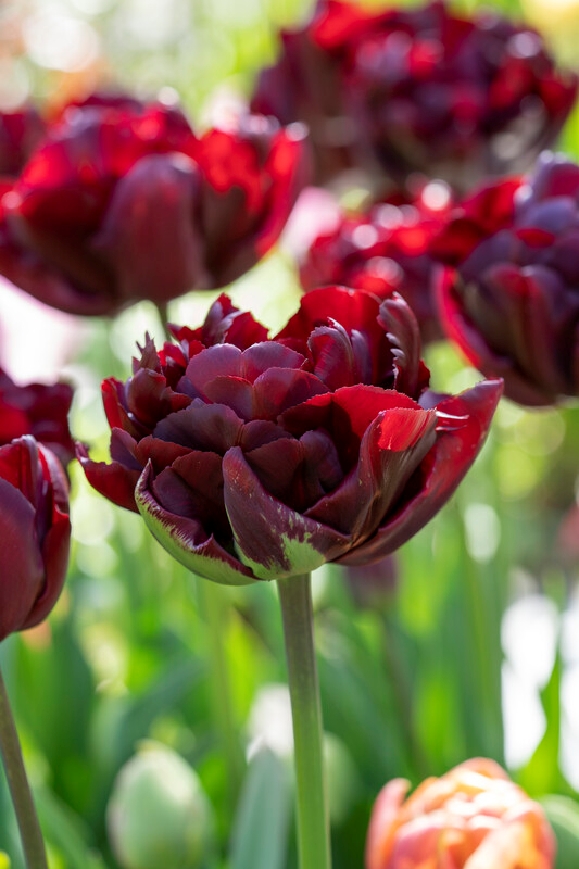 Tulip, Double Late, 'palmyra', Dark Red - View 2 from www redcrocus com
