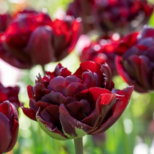 Tulip, Double Late, 'palmyra', Dark Red - View 3 from www redcrocus com