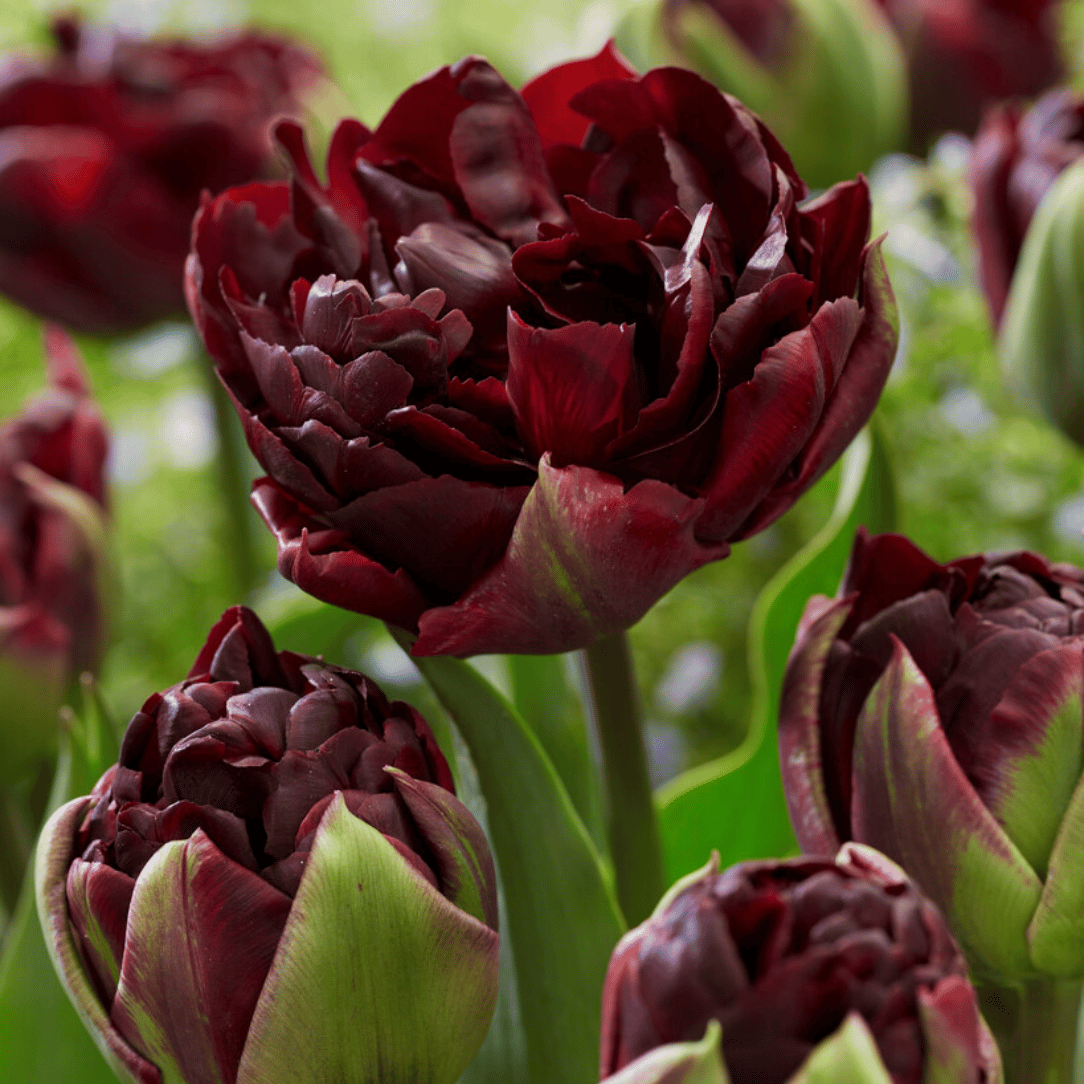 Tulip, Double Late, 'palmyra', Dark Red - View 5 from www redcrocus com