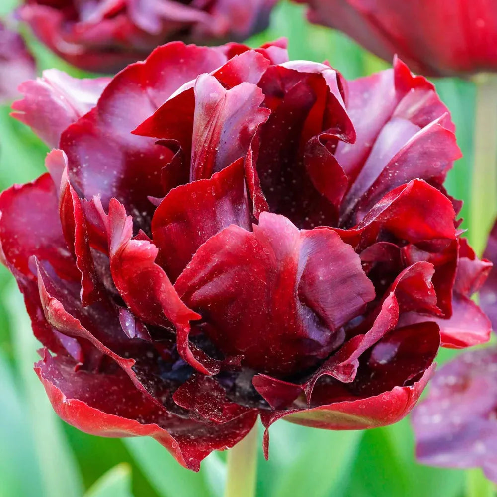 Tulip, Double Late, 'palmyra', Dark Red - View 6 from www redcrocus com