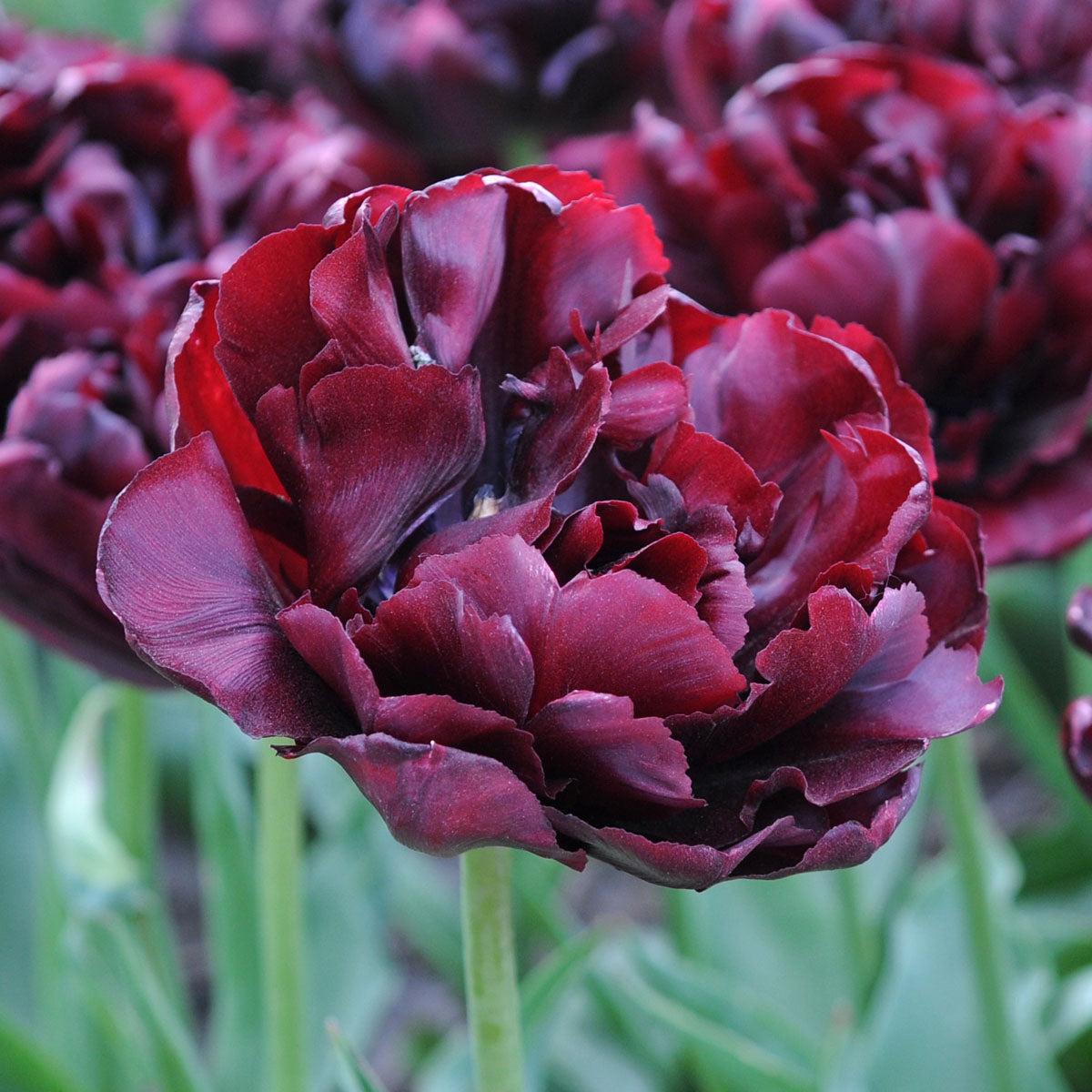 Tulip, Double Late, 'palmyra', Dark Red - View 7 from www redcrocus com