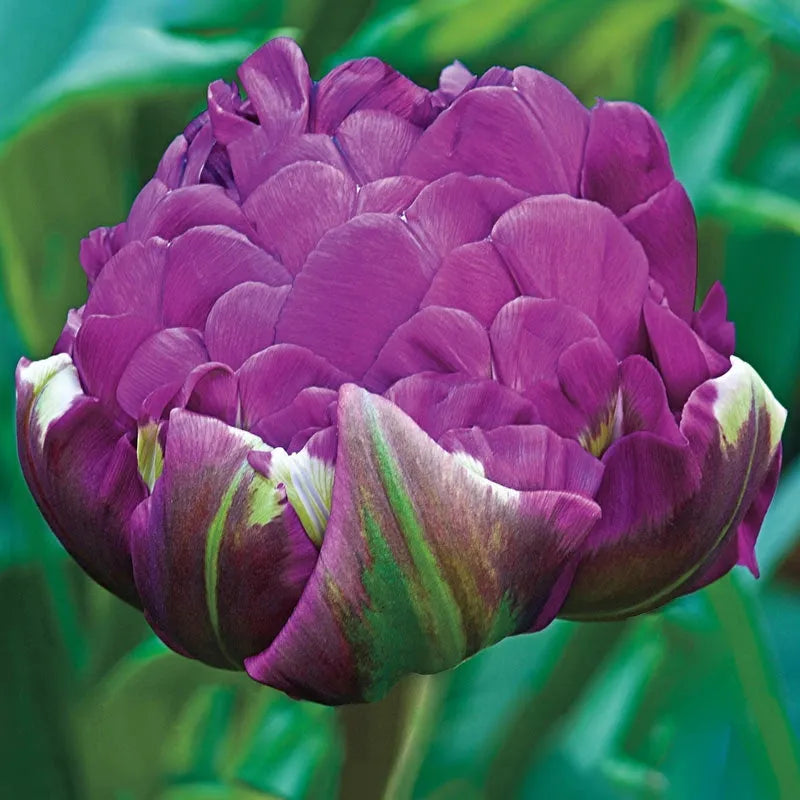 Tulip, Double Late, 'double Negrita', Purple - View 10 from www redcrocus com