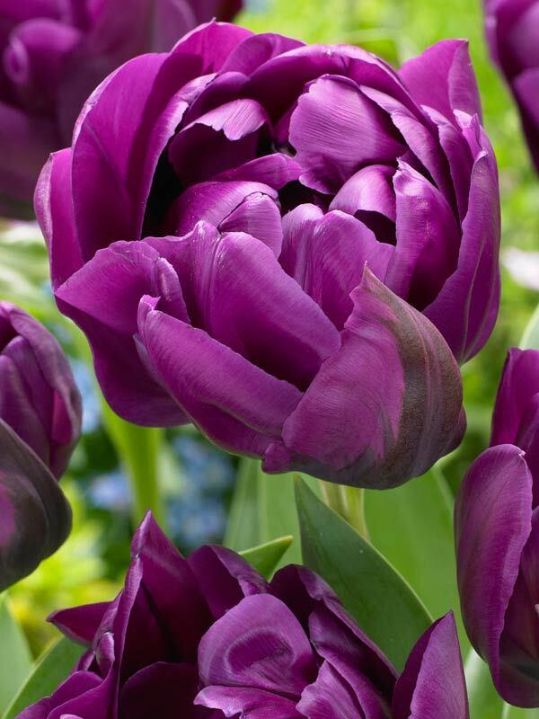 Tulip, Double Late, 'double Negrita', Purple - View 11 from www redcrocus com