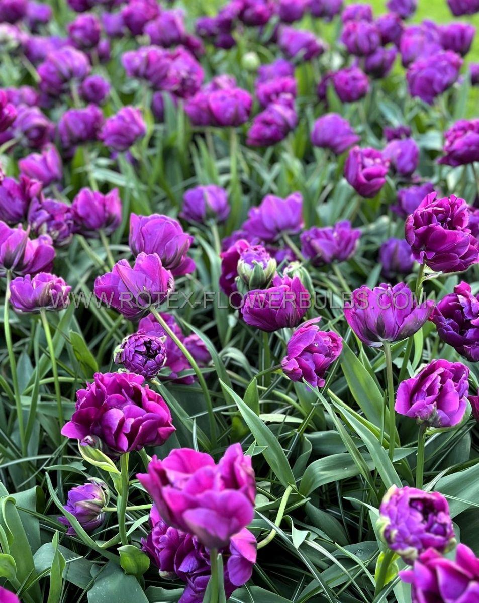 Tulip, Double Late, 'double Negrita', Purple - View 13 from www redcrocus com