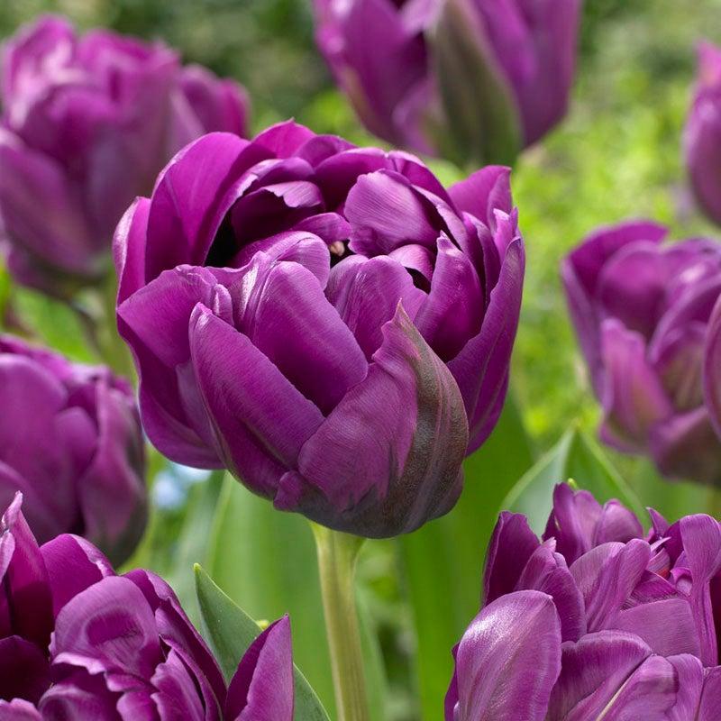 Tulip, Double Late, 'double Negrita', Purple - View 14 from www redcrocus com
