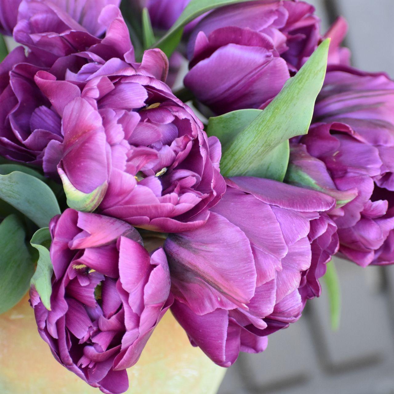 Tulip, Double Late, 'double Negrita', Purple - View 15 from www redcrocus com