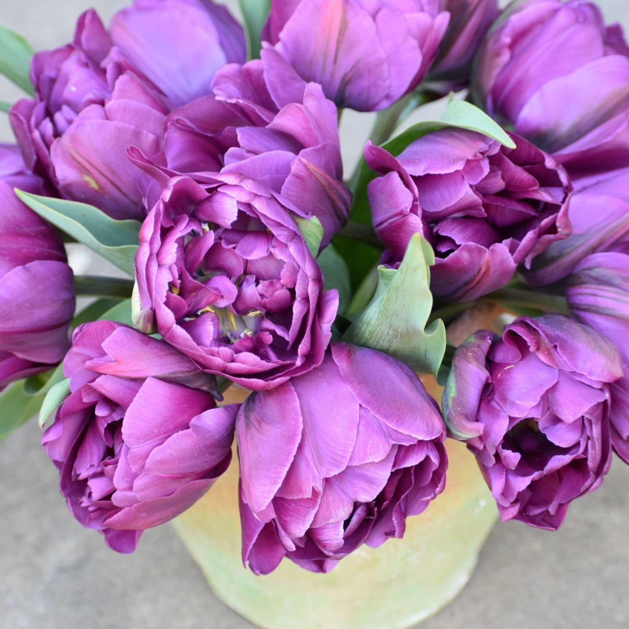 Tulip, Double Late, 'double Negrita', Purple - View 16 from www redcrocus com