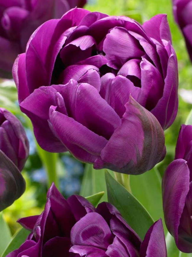 Tulip, Double Late, 'double Negrita', Purple - View 18 from www redcrocus com