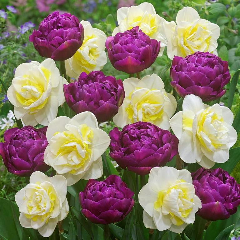 Tulip, Double Late, 'double Negrita', Purple - View 21 from www redcrocus com