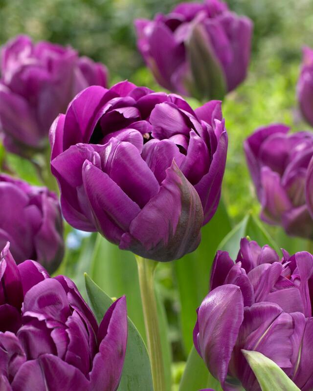 Tulip, Double Late, 'double Negrita', Purple - View 22 from www redcrocus com