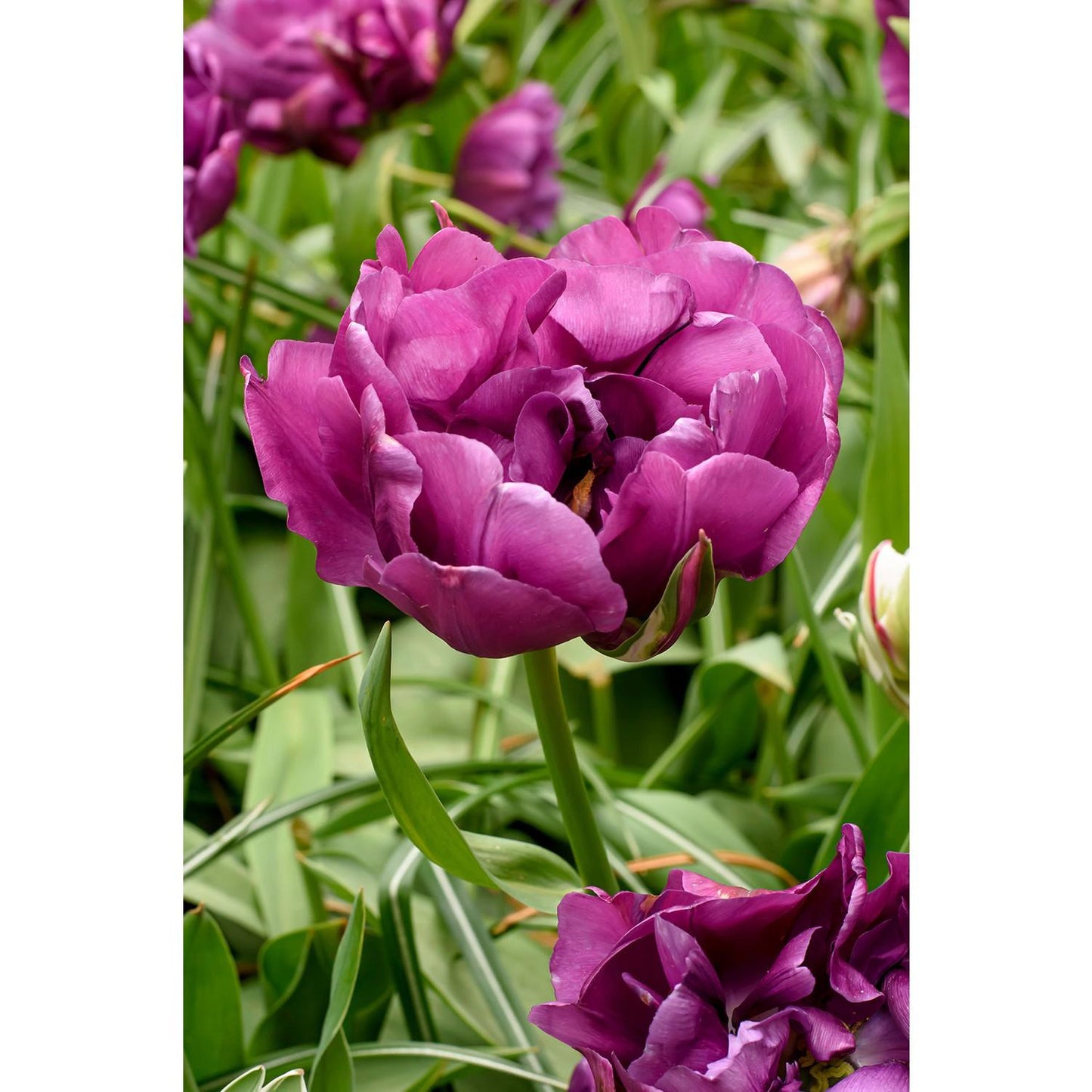 Tulip, Double Late, 'double Negrita', Purple - View 23 from www redcrocus com