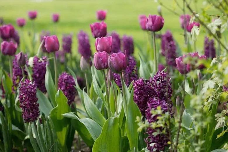 Tulip, Double Late, 'double Negrita', Purple - View 24 from www redcrocus com