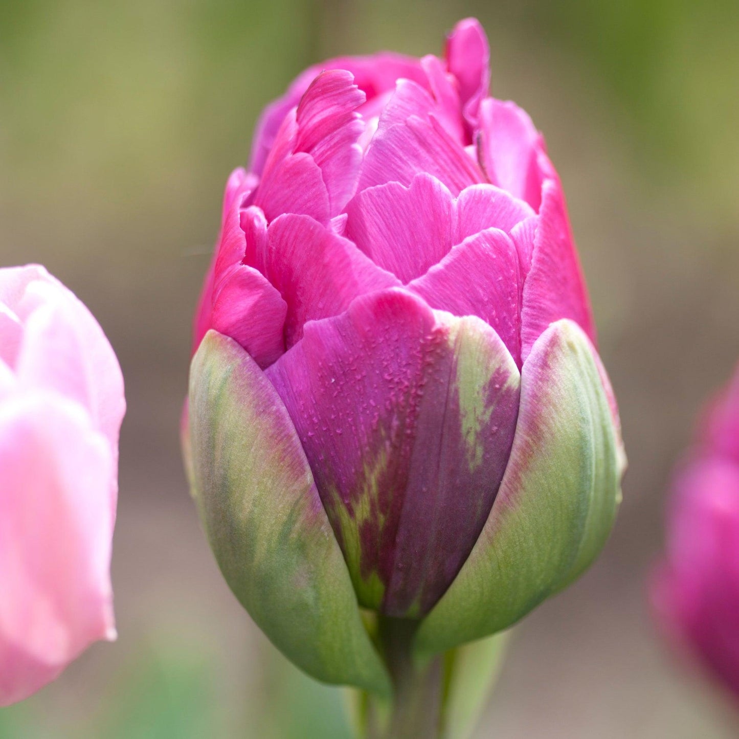 Tulip, Double Late, 'double Negrita', Purple - View 27 from www redcrocus com