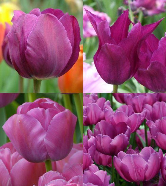 Tulip, Double Late, 'double Negrita', Purple - View 28 from www redcrocus com