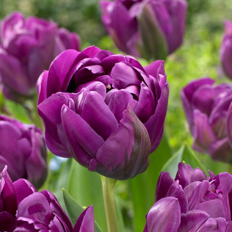 Tulip, Double Late, 'double Negrita', Purple - View 29 from www redcrocus com