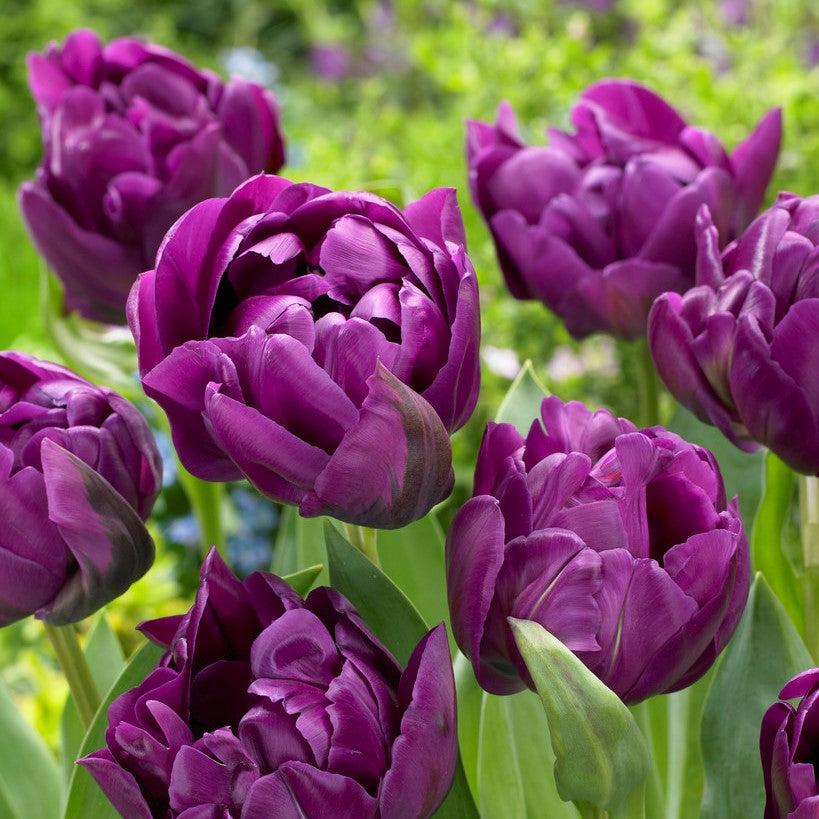 Tulip, Double Late, 'double Negrita', Purple - View 3 from www redcrocus com