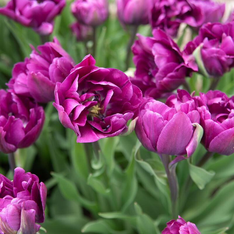 Tulip, Double Late, 'double Negrita', Purple - View 4 from www redcrocus com