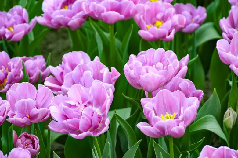 Tulip, Double Late, 'double Negrita', Purple - View 5 from www redcrocus com