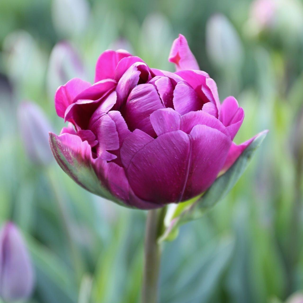 Tulip, Double Late, 'double Negrita', Purple - View 6 from www redcrocus com