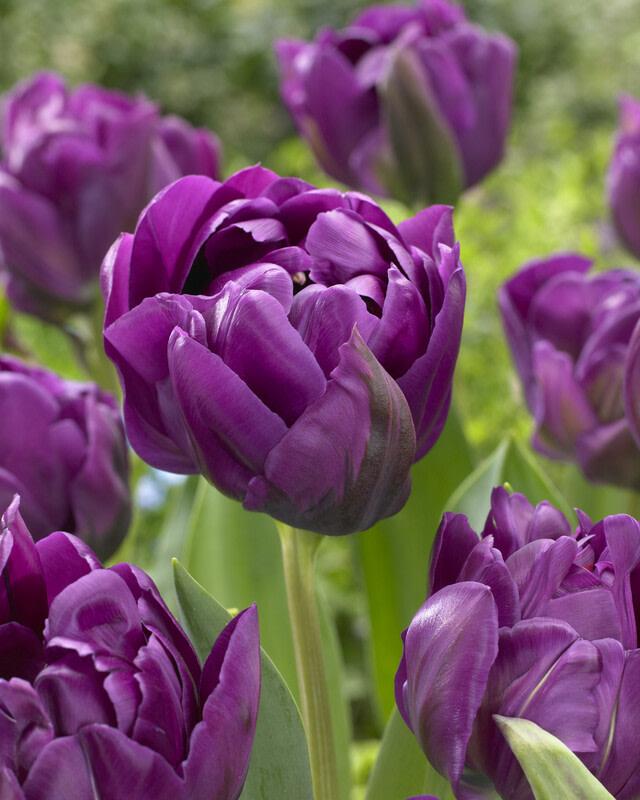 Tulip, Double Late, 'double Negrita', Purple - View 7 from www redcrocus com